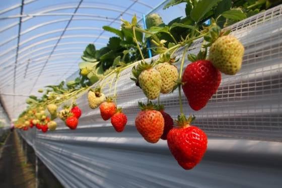 【バスハイク/福岡天神発着】 添乗員同行 ほっこり佐賀市探訪 香ばしい焼ちくわ体験とバルーンミュージアム見学 旬のいちご狩り食べ放題≪いちご1パックお土産付き≫1